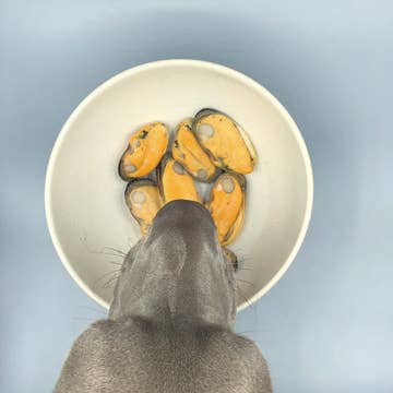 Moule à lèvres vertes de Nouvelle-Zélande