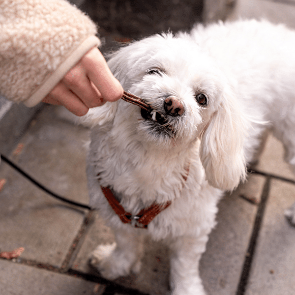Friandise à mâcher - Cerf