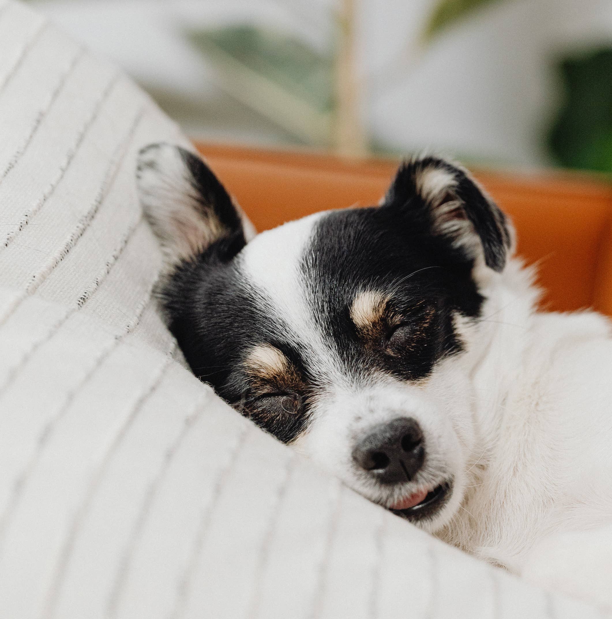 Friandises pour chiens Gizzls Sweet Dreams