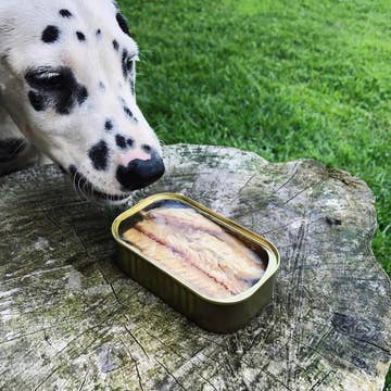 Filets de maquereaux sauvages de la côte atlantique