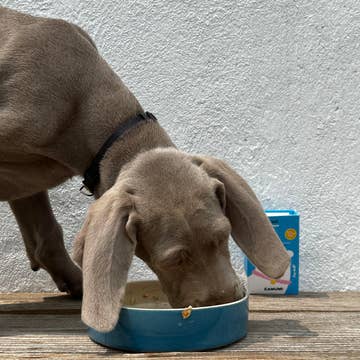 Filets de maquereaux sauvages de la côte atlantique