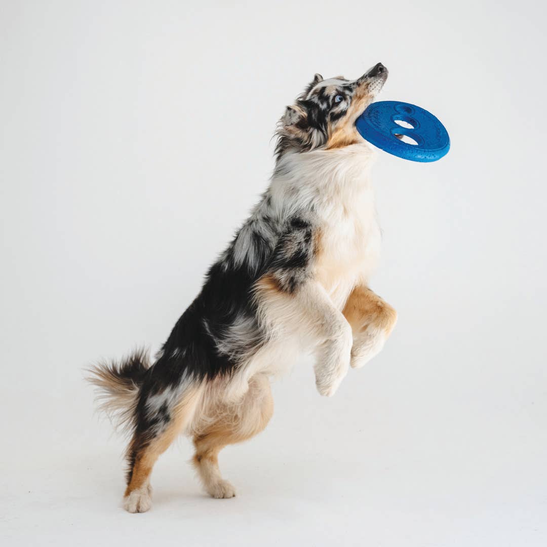 Friandises pour chiens Gizzls Golden Bones